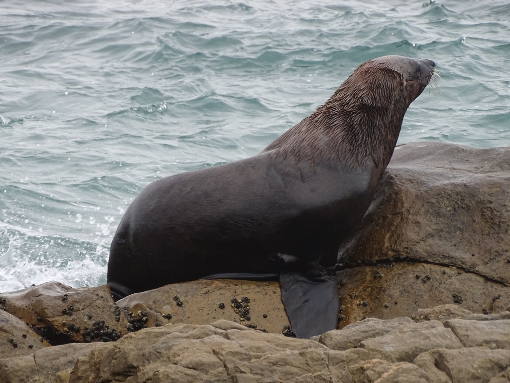 Afro-Australian Fur Seal