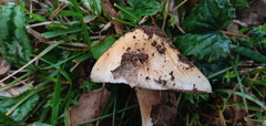 Cortinarius livido-ochraceus