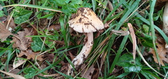 Cortinarius livido-ochraceus