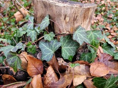Hedera helix