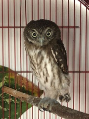 Glaucidium