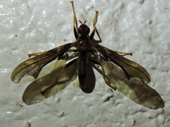 Pyrgota undata