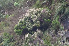 Erica caterviflora