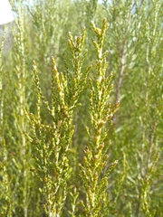Dicerothamnus