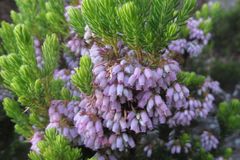 Erica caterviflora