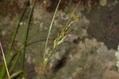 Carex distachya
