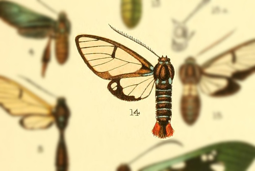 Clystea daltha
