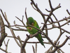 Brotogeris jugularis