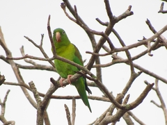 Brotogeris jugularis