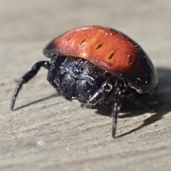 Isoxya penizoides