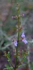 Salvia stenophylla