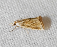 Argyria gonogramma