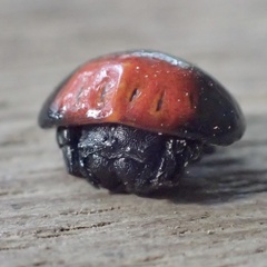 Isoxya penizoides