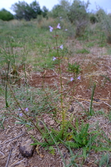 Salvia stenophylla