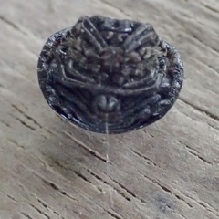 Isoxya penizoides