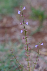 Salvia stenophylla