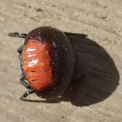 Isoxya penizoides