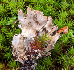 Peltigera hymenina