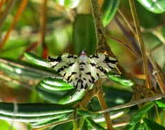 Conchylodes diphteralis