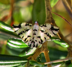 Conchylodes diphteralis