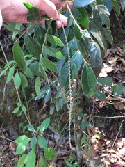 Picramnia deflexa