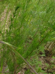Artemisia scoparia