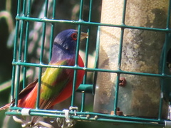 Passerina ciris image