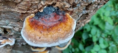 Fomitopsis pinicola
