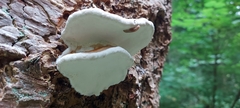 Fomitopsis pinicola
