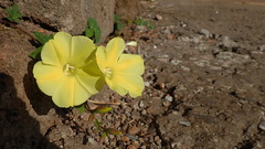 Distimake rhyncorhiza