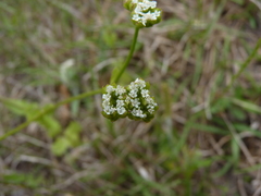 Valerianella radiata