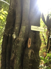 Aspidosperma