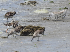 Calidris ferruginea