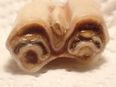 Equus caballus