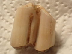 Equus caballus