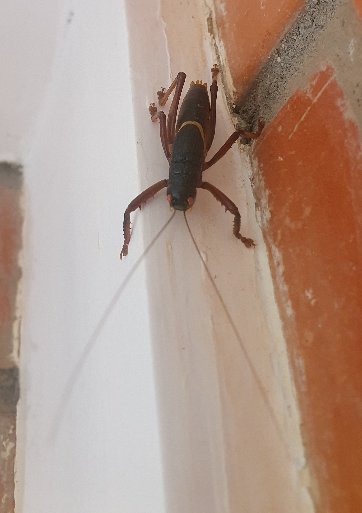 Tettigoniidae image