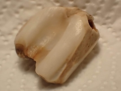 Equus caballus
