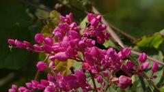Antigonon leptopus