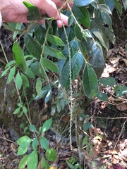 Picramnia deflexa