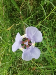 Phalocallis coelestis