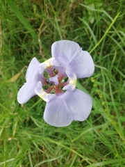 Phalocallis coelestis
