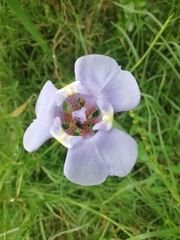 Phalocallis coelestis