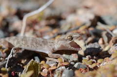 Alsophylax pipiens