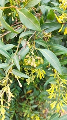 Cestrum parqui