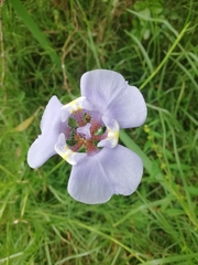 Phalocallis coelestis
