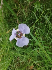 Phalocallis coelestis