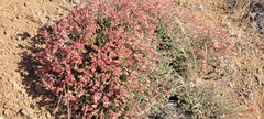 Viviania marifolia