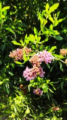 Tessaria absinthioides