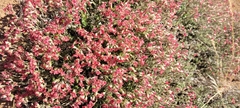 Viviania marifolia