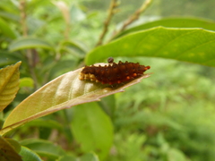 Trypanophora semihyalina